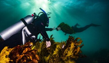 Crayweed forests are returning to Sydney’s coastline