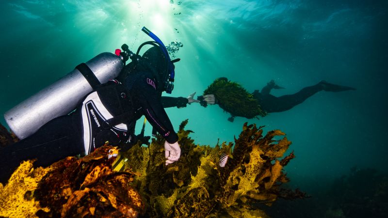 Crayweed forests are returning to Sydney’s coastline