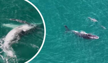 Young Humpback gets lost in Koombana Bay and befriends Bunbury dolphins