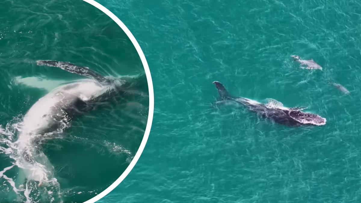 Young Humpback gets lost in Koombana Bay and befriends Bunbury dolphins
