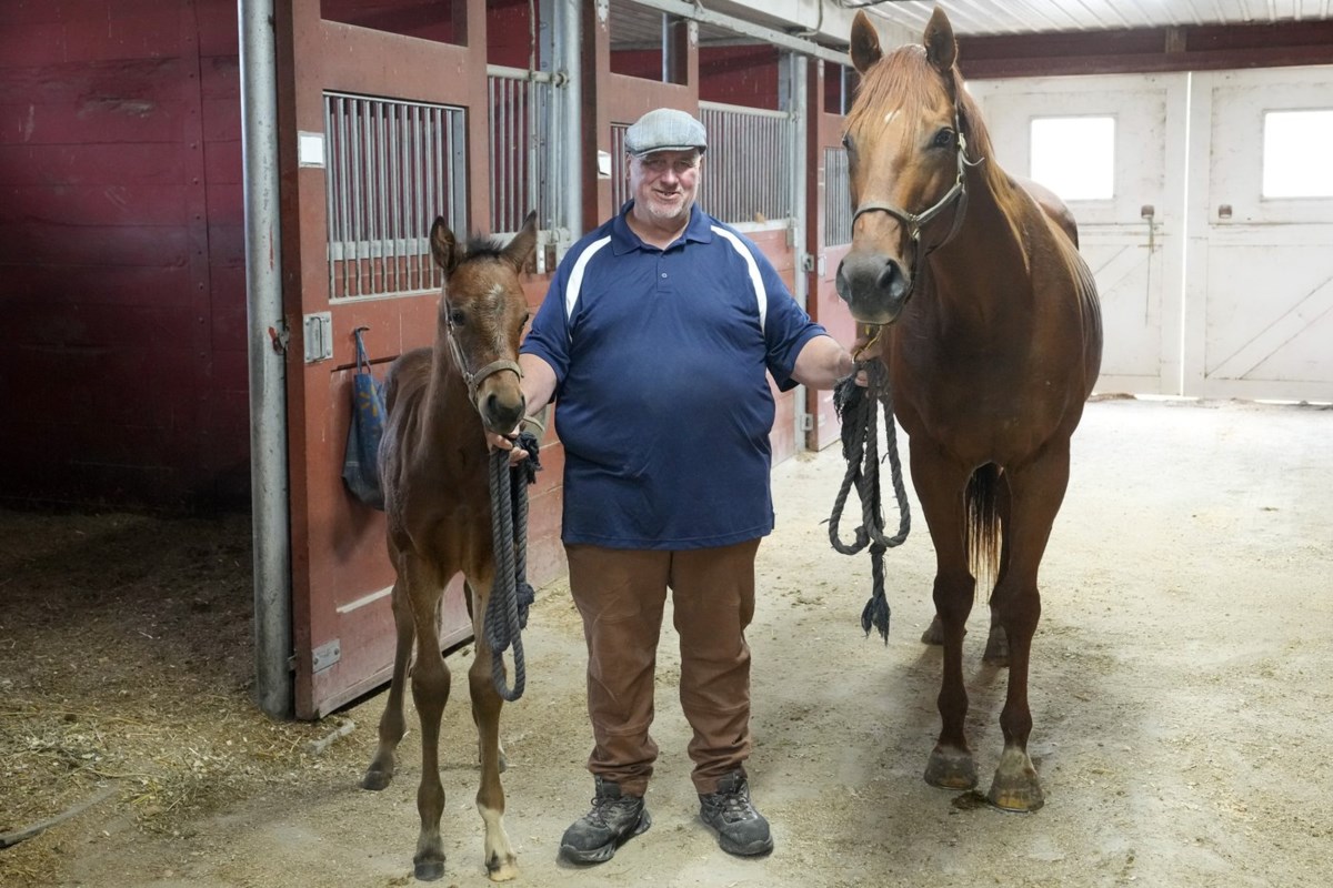 Veteran horseman Tim Drake says bringing a new life into the world never gets old