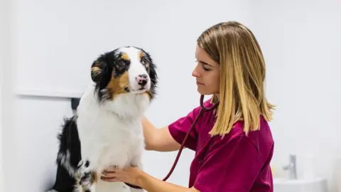 Getty Images Dog getting checked out by woman with blonde hair and purple shirt.