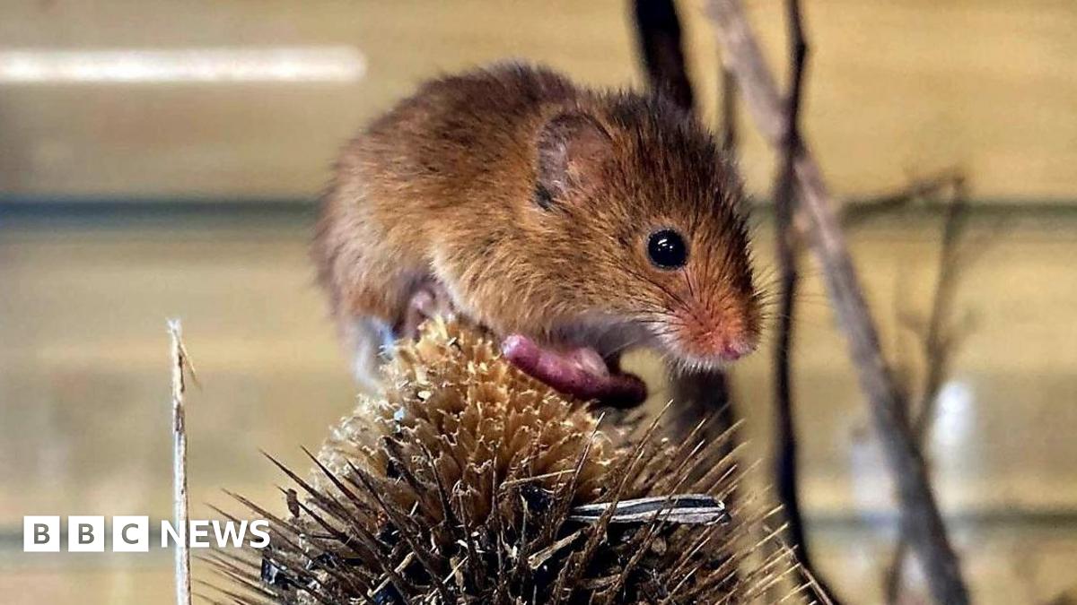 A tiny brown mouse on top of a dry thistle.
