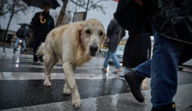 The EU wants a set of common rules for dogs and cats across the bloc (Kiran RIDLEY)