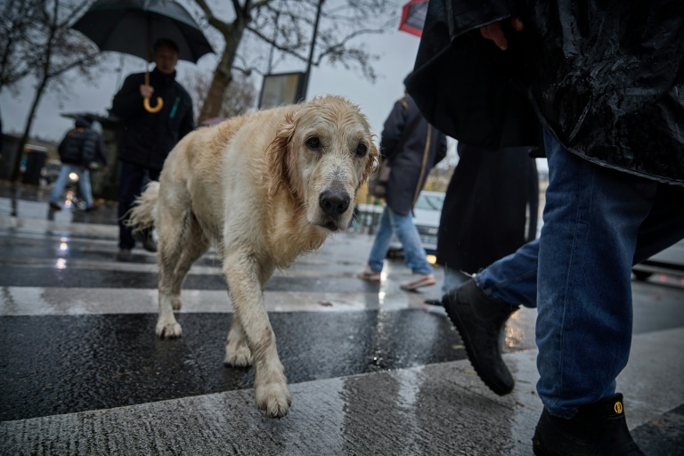 The EU wants a set of common rules for dogs and cats across the bloc (Kiran RIDLEY)