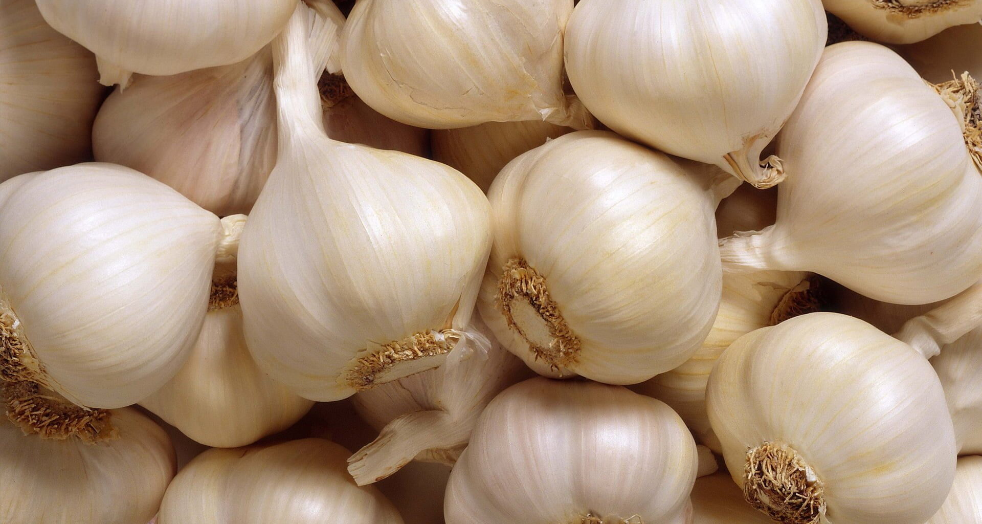Egyptian Garlic Gains Ground in U.S. Market Amid Global Supply Challenges • EastFruit