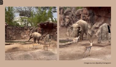 The elephant made several attempts before finally lifting the animal to dry land