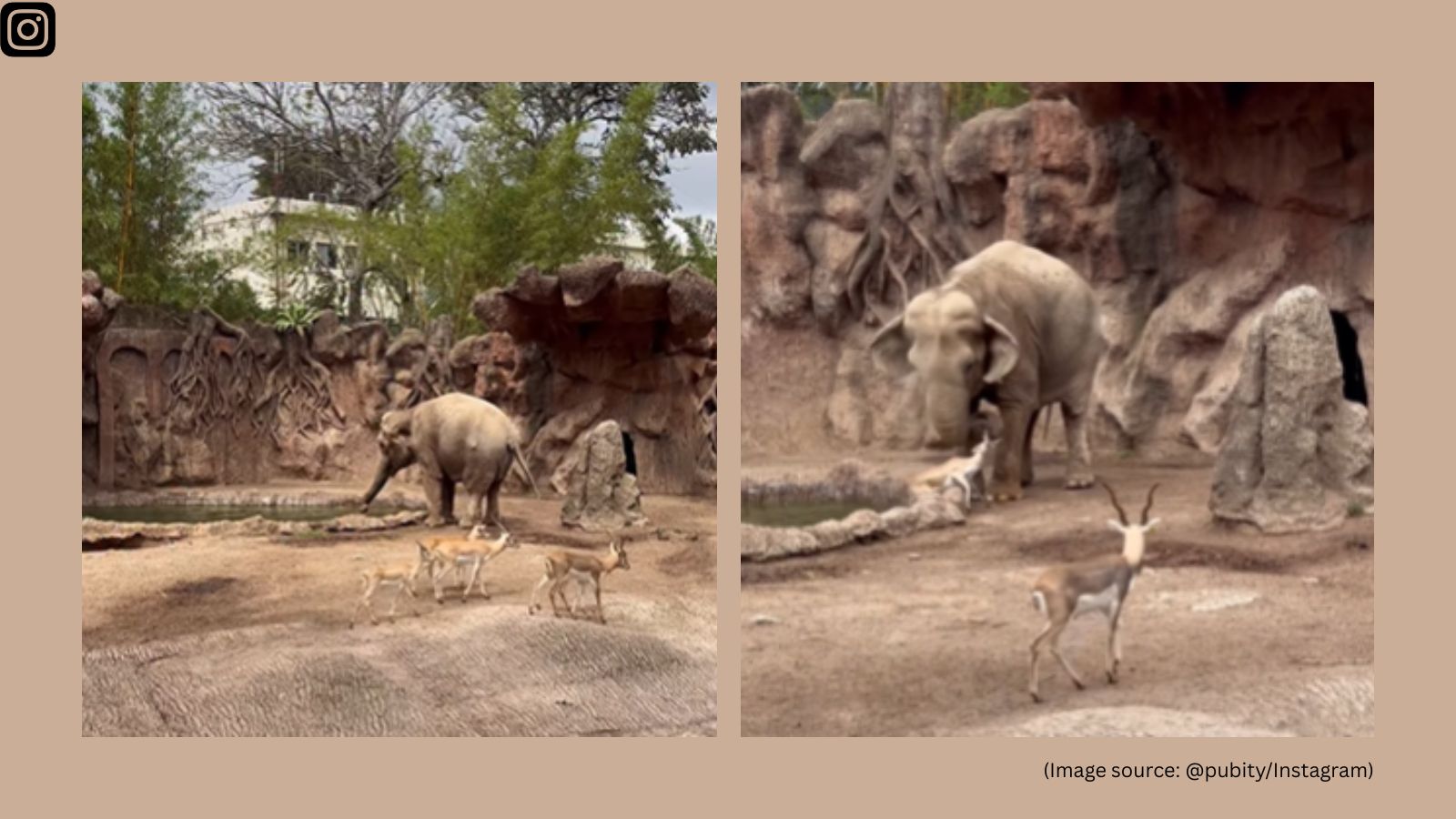 The elephant made several attempts before finally lifting the animal to dry land