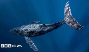A humpback whale is shown swimming under water, some light shines on its tail. The body is dark blue/back with white lines across from previous injuries