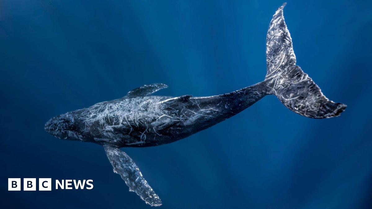 A humpback whale is shown swimming under water, some light shines on its tail. The body is dark blue/back with white lines across from previous injuries