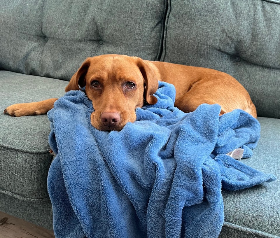 A reddish-brown puppy resting on a blue blanket on a couch.