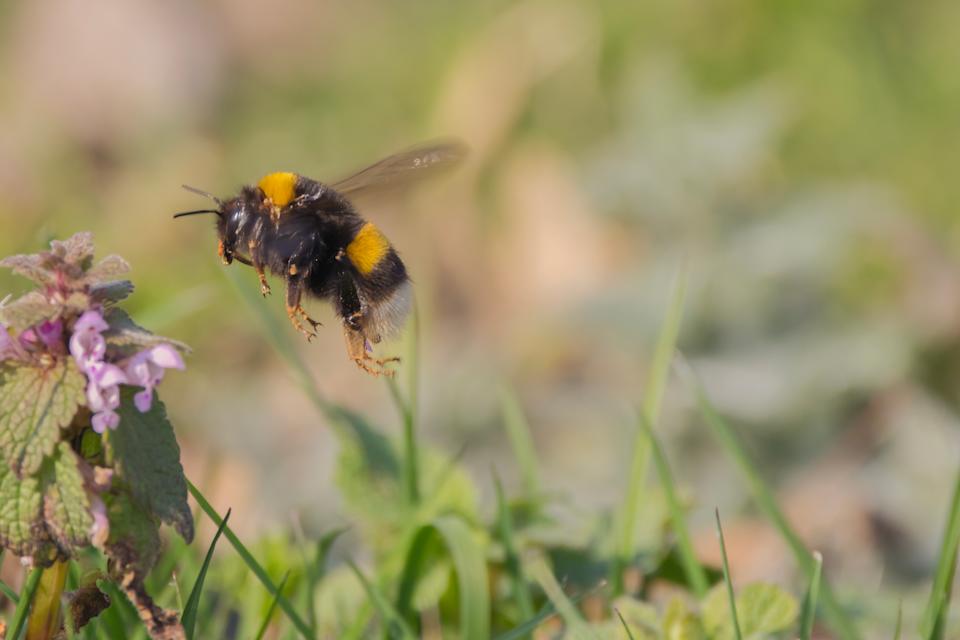 Bumblebee in flight on a warm winter day.