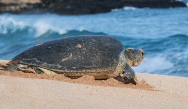 One green sea turtle can contain the equivalent of 10 ping pong balls in plastic