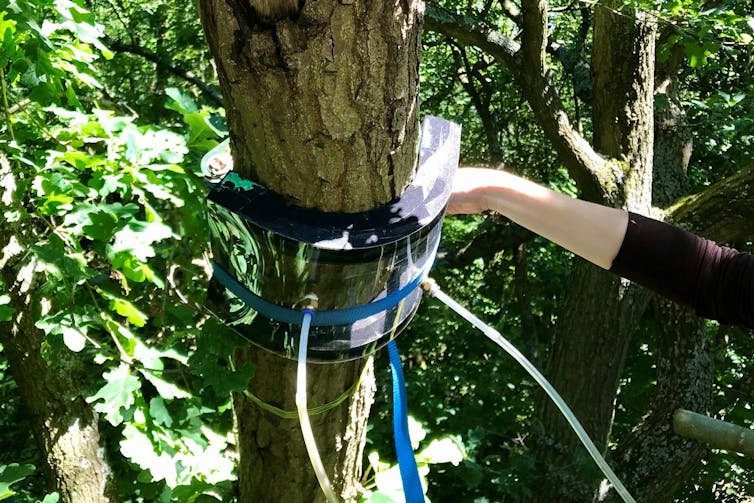 scientific equipment on trunk of tree
