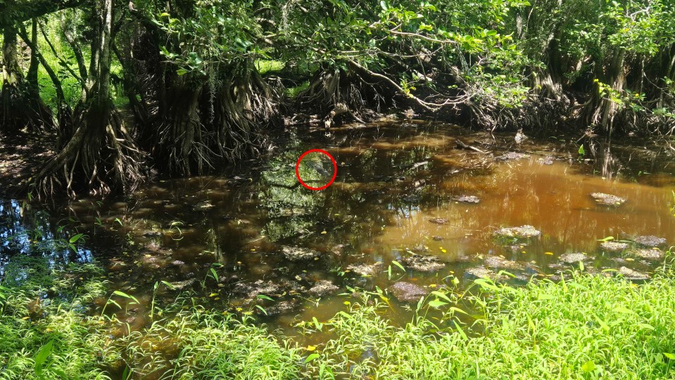 Camouflaged alligator in swamp water.