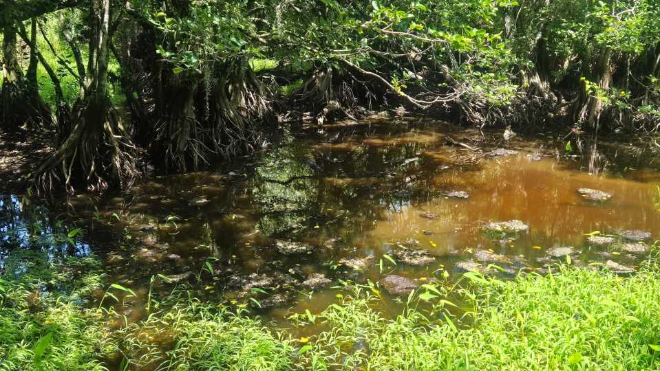 Swamp with exposed tree roots and calm water.