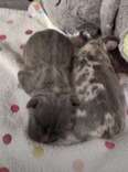 Nobody Wanted These Tiny Babies Because They Were Born Different