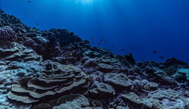 French Polynesia Sets World's Largest Marine Protected Area