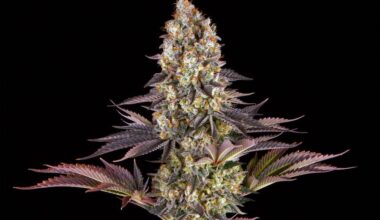 barney's farm gelato 45
