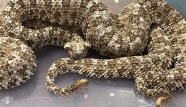 India: Plane passenger with 16 live snakes stopped in Mumbai - Gulf News