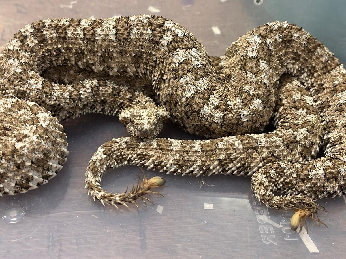 India: Plane passenger with 16 live snakes stopped in Mumbai - Gulf News