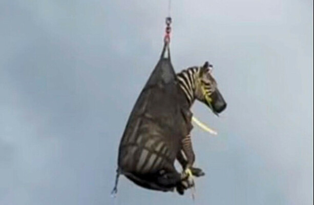 Runaway pet zebra that became internet sensation finally captured