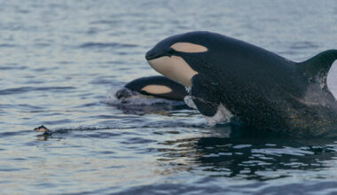 Orcas spotted grooming each other with seaweed in first evidence of marine mammals making tools - The Journal