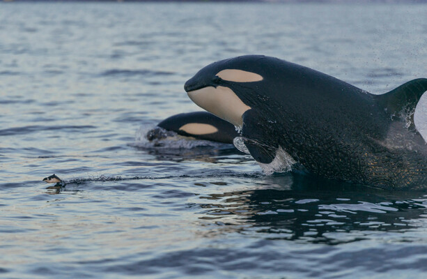 Orcas spotted grooming each other with seaweed in first evidence of marine mammals making tools - The Journal