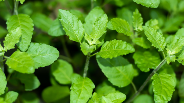 Holy basil