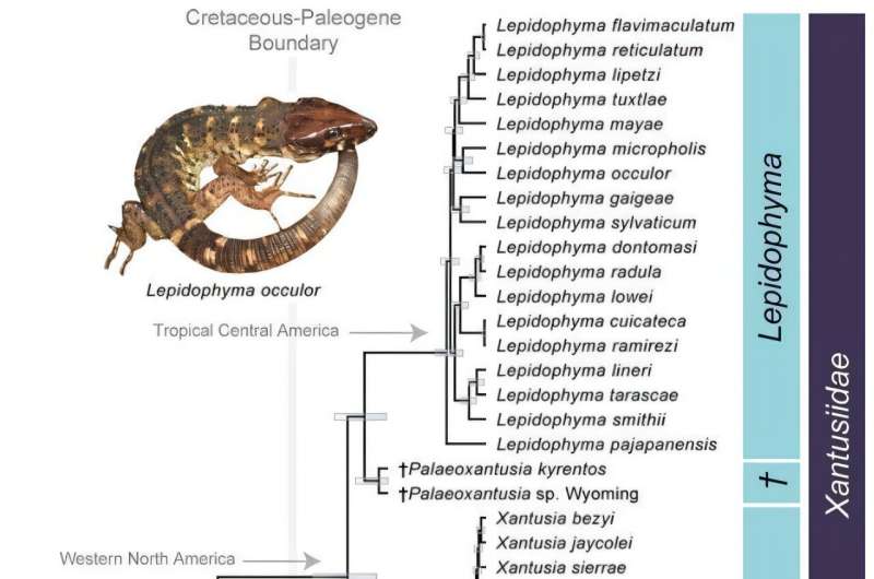 How night lizards survived the asteroid that ended the dinosaurs
