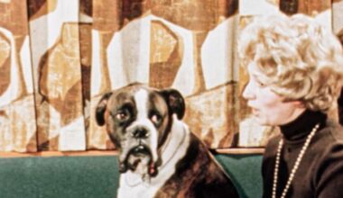 An English boxer sits beside a blond woman wearing a brown turtleneck sweater and pearls, looking at her