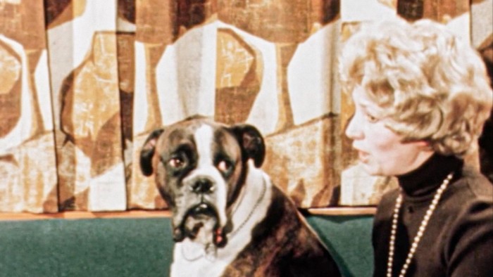 An English boxer sits beside a blond woman wearing a brown turtleneck sweater and pearls, looking at her