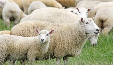 Sheep on a New Zealand farm