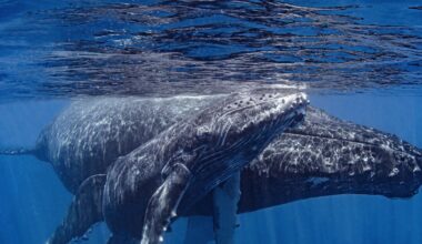 Humpback whales may be trying to communicate with humans