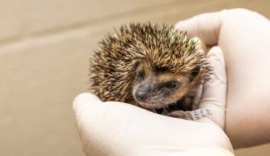 RSPCA reveals top five wild animals in Wales who need your help