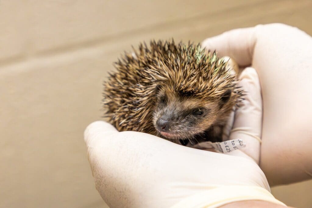 RSPCA reveals top five wild animals in Wales who need your help