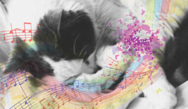 Okamoto et al. found that male cats with short-type alleles show higher directed calls/vocalizations scores, whereas females with short-type alleles show higher stranger-directed aggression scores, than their respective counterparts with long-type alleles. Image credit: Natali Anderson.