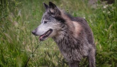 Wolf removal plan deemed unlawful and unfeasible