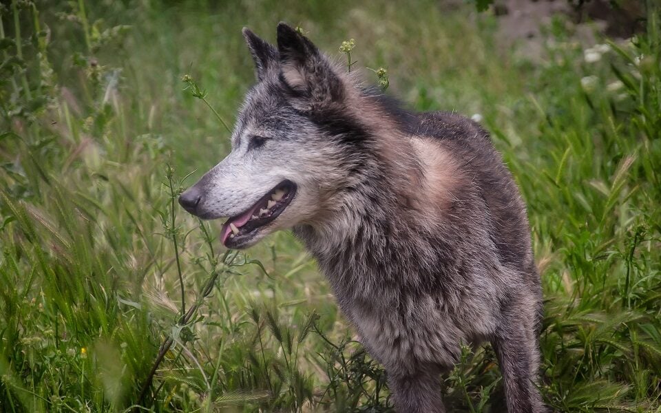Wolf removal plan deemed unlawful and unfeasible