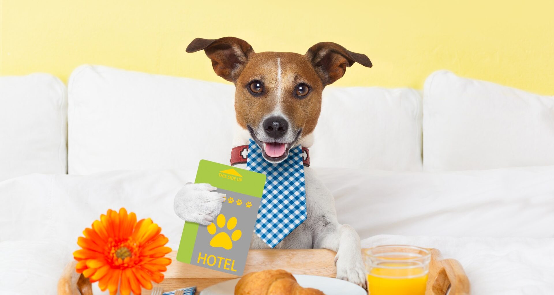 Dog-friendly city hotel crowned best in Scotland