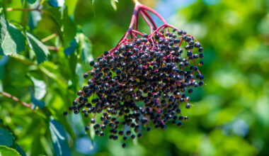 16 Foods You Should Never Eat Raw