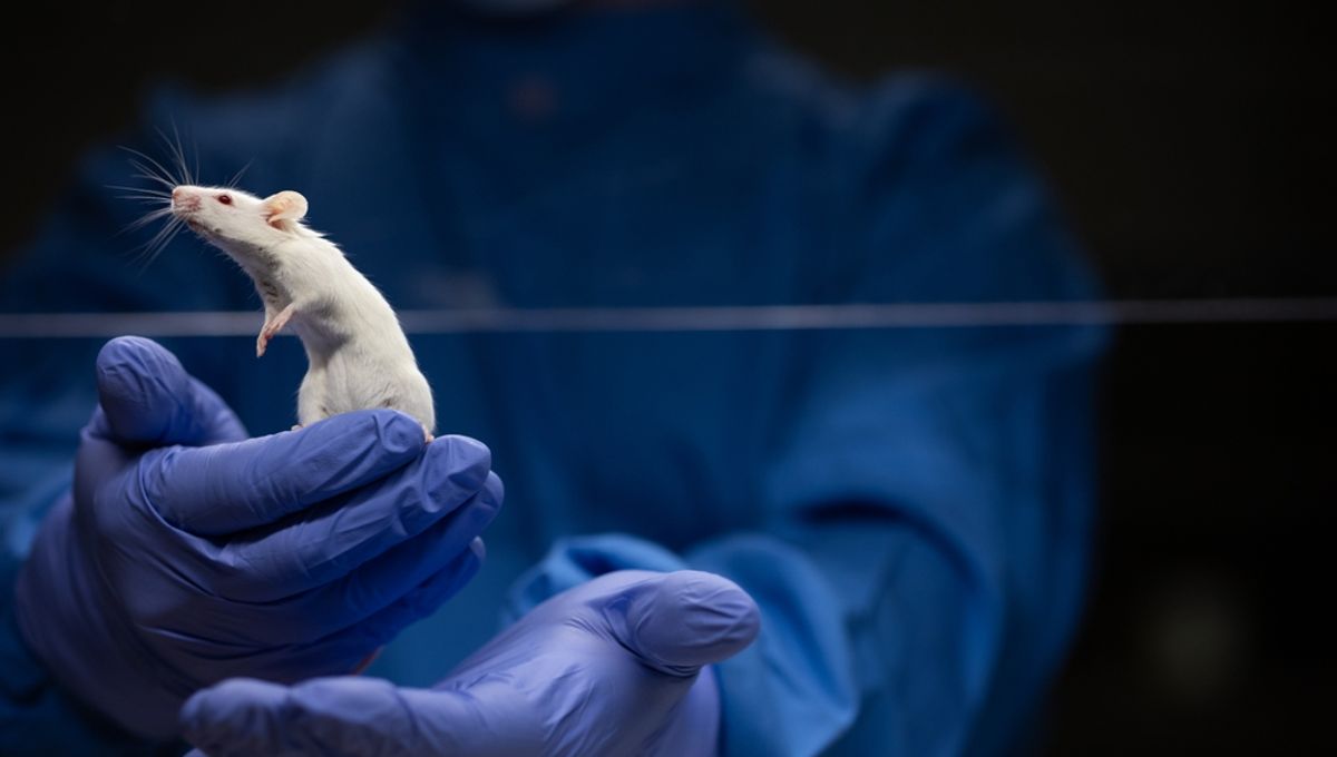 Scientists Put A Human "Language Gene" Into Mice And Curious Things Unfolded