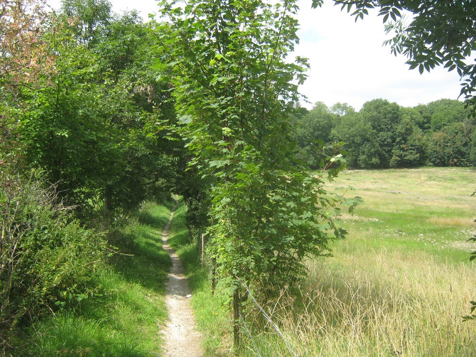 pathway through a green landscape leading to a grassy field