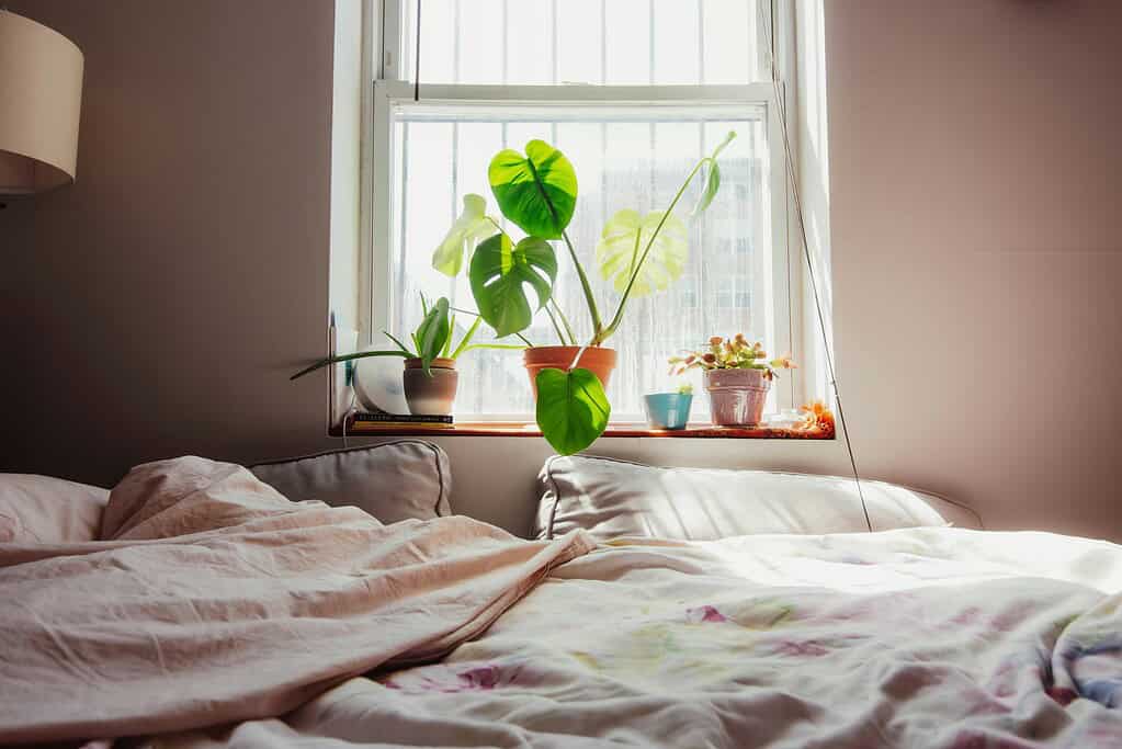 a cozy bed with some plants nearby
