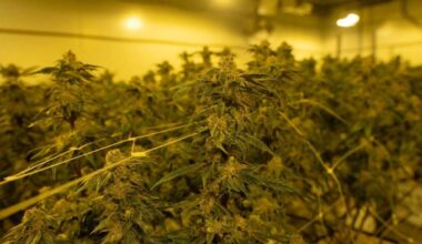 Gang that sent marijuana from Malaga town to Germany hidden in fruit and vegetable shipments is smashed