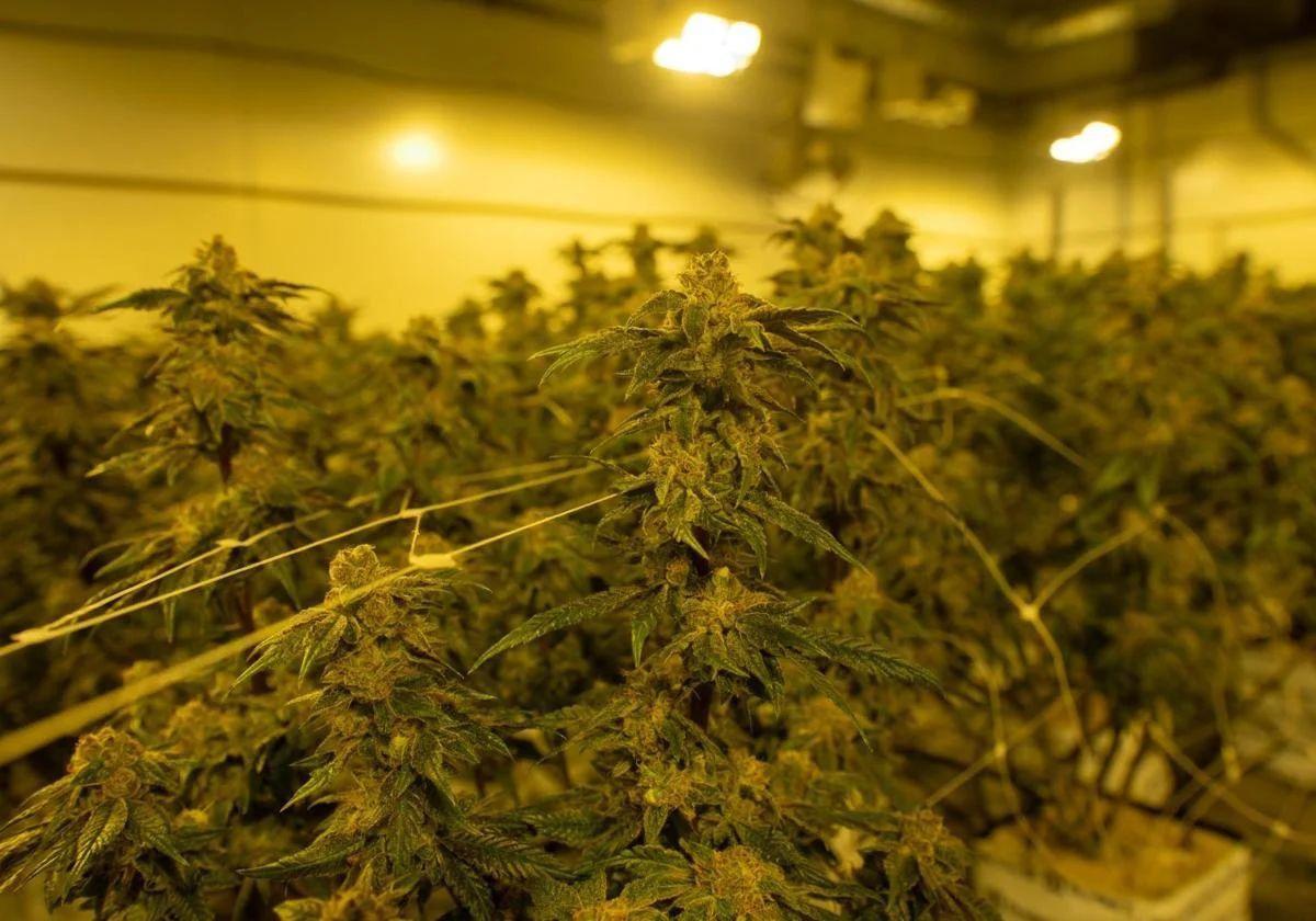 Gang that sent marijuana from Malaga town to Germany hidden in fruit and vegetable shipments is smashed