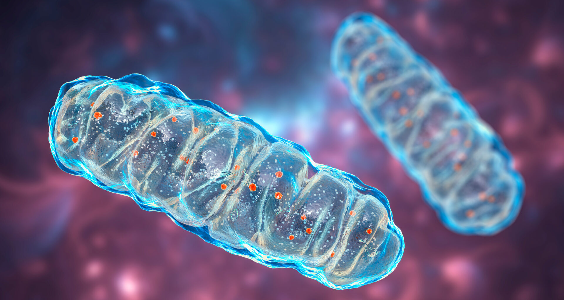 Inherited Genetic Differences May Predict Resistance to Immunotherapy in Metastatic Melanoma