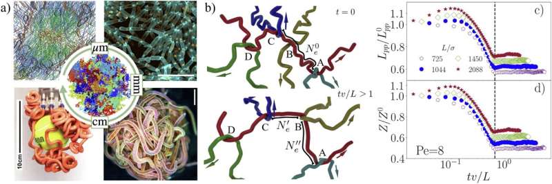 Movement in an entangled cluster of worms: Study shows active polymer chains can self-organize into solid-like clusters