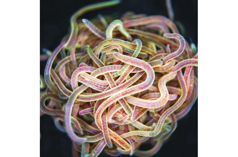 Movement in an entangled cluster of worms