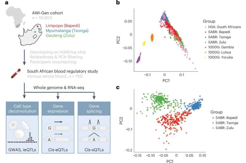 New resource illuminates gene activity in African populations